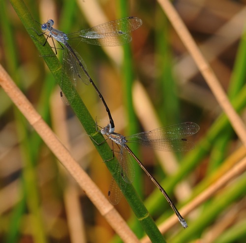 Pair in tandem
2009_07_11_FL